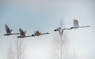 Картинка птицы, полёт, лебеди