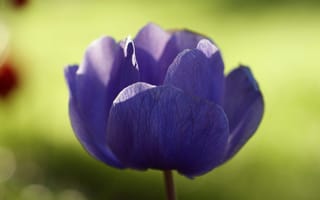 Картинка анемона, цветок, солнечно, макро, Anemone, фиолетовый