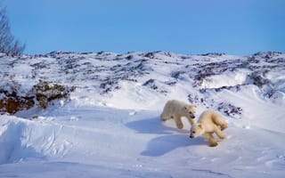 Картинка игра, белый медведь, Хадсон Бей, медвежата, Канада