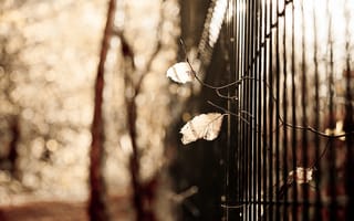 Картинка листья, забор