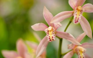 Картинка макро, экзотика, орхидея, Цимбидиум, лепестки