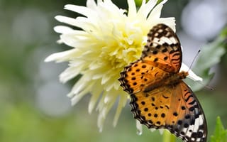 Картинка бабочка, макро, Аргирей, цветок, георгина