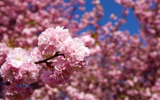 Картинка сакура, деревья, ветка, розовые, природа, цветы, лепестки, весна