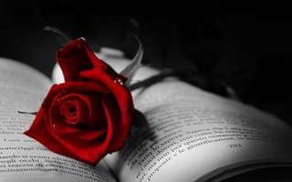 Картинка роза, книга, макро