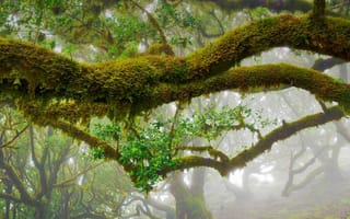 Картинка листья, Madeira Natural Park, ветки, лавр, Португалия, деревья, туман