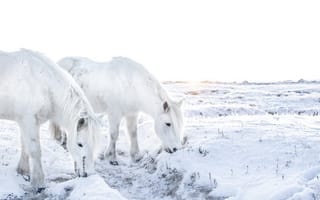 Картинка зима, кони, поле