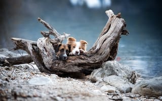 Картинка дерево, собаки, река
