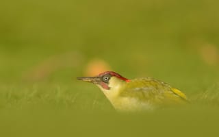 Картинка Green Woodpecker, птица, природа