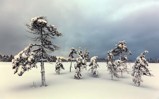 Картинка снег, поле, зима
