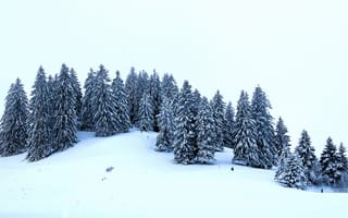 Картинка холм, зима, деревья, ели, снег