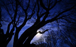 Картинка ночь, луна, звезды, деревья, силуэты