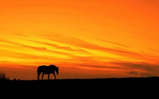 Картинка ночь, природа, конь