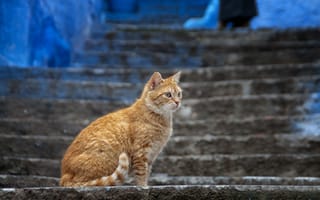 Картинка город, рыжий, лестница, ступени, кошка, кот