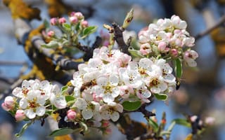 Обои пчела, дерево, яблоня, весна