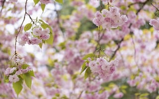 Картинка дерево, цветение, розовый, сакура, весна