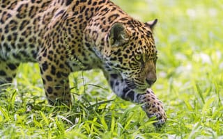 Обои ягуар, ©Tambako The Jaguar, кошка, трава