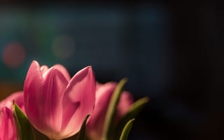Картинка лепестки, розовые, тюльпаны
