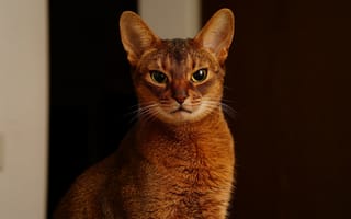 Картинка кошка, усы, abyssinian, глаза, кот