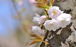 Картинка вишня, дерево, сакура, весна