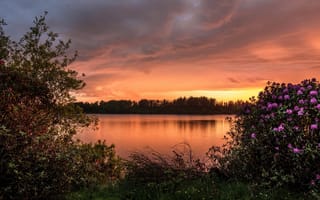 Картинка Barcraigs Reservoir, озеро, кусты, водохранилище Баркрейгс, Scotland, рододендроны, закат, Шотландия