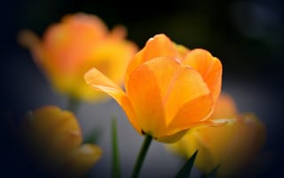Картинка тюльпан, оранжевый, раскрывшийся