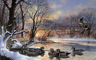Картинка Winter Woodies, стая уток, утки, рассвет, закат, полынья, зима, живопись, чирок, wood duck, Harold Roe, озеро