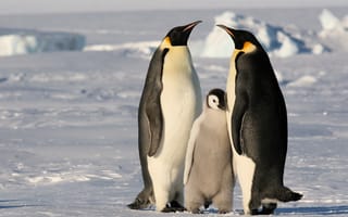 Обои Пингвины, снег, лед, семья, холод