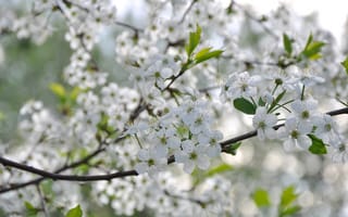 Картинка вишня, цветение, дерево, весна