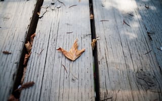 Картинка осень, листок, сухой