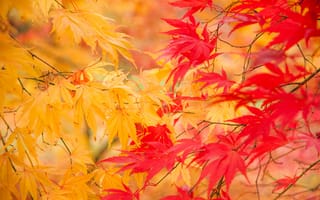 Картинка природа, веточки, желтые, листья, осень