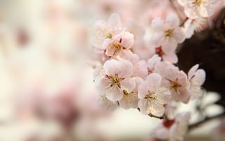 Картинка макро, дерево, весна, сакура