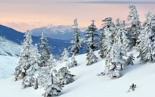 Картинка снег, деревья, горы