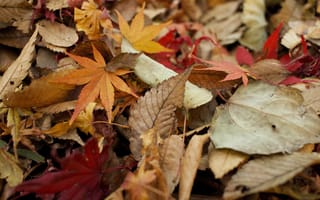 Картинка осень, сухие, листья