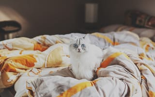 Картинка кровать, кошка, взгляд