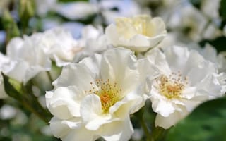 Картинка белые розы, макро, боке