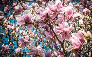 Картинка макро, дерево, магнолия, розовый, весна