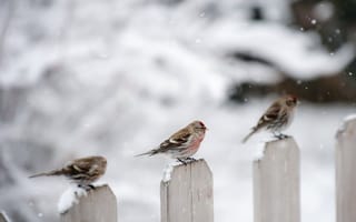 Картинка зима, забор, птицы
