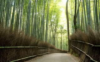 Картинка light, effects, road, bamboo, trees, nature