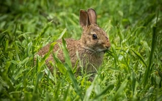 Обои трава, кролик, уши