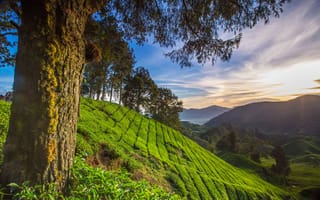 Картинка деревья, Паханг, Малайзия, природа, склон, горы