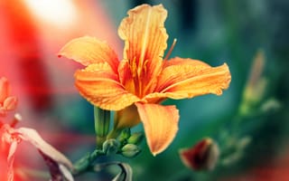 Картинка лилия, оранжевая, лепестки
