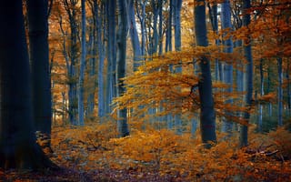 Картинка лес, природа, осень