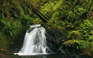 Картинка зелень, лес, Latourell, камни, мох, США, ручей, Oregon, водопад, трава