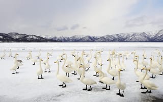 Картинка птицы, Япония, Хоккайдо, Национальный парк Акан, Куссяро, лебедь-кликун, озеро