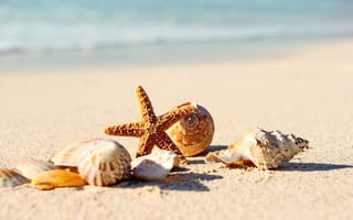 Картинка песок, берег, summer, starfish, seashells, paradise, sea, beach, ракушки, blue, море, пляж, shore, sand