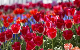 Картинка весна, бутоны, тюльпаны