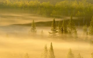Картинка лес, Садбери, Онтарио, туман, Канада, деревья