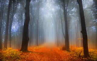 Картинка лес, дорога, деревья, туман, листва