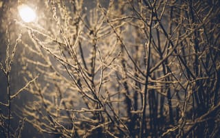 Картинка зима, фонарь, снег, ветки