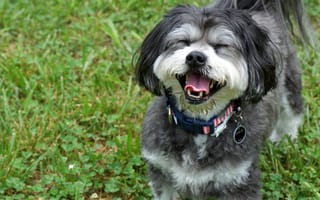 Картинка собака, настроение, радость